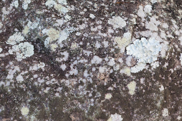 Mossy Rock Texture