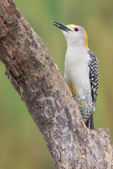 Golden-fronted woodpecker perched on a trunk backyard feeder
