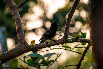 The red-vented bulbul is a member of the bulbul family of passerines.