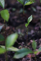 coffee tree