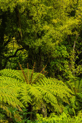 Fototapeta premium ニュージーランド ウェリントンのオタリ・ウィルトンズ・ブッシュのブッシュウォーク