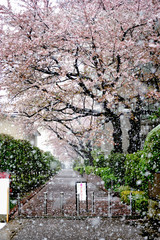春の雪と桜