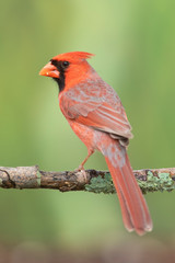Northern cardinal perched on a branch in a backyard home feeder