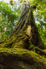 ニュージーランド　ウェリントンのオタリ・ウィルトンズ・ブッシュの巨木
