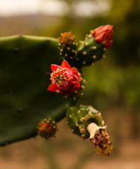 cactus flower