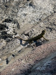 Mexican Temple Lizard