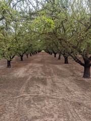 olive trees in the park