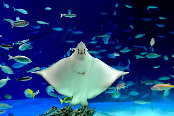 笑顔でのびのびと泳ぐ巨大なトビエイ（日本の東京池袋サンシャイン水族館） © satou y1
