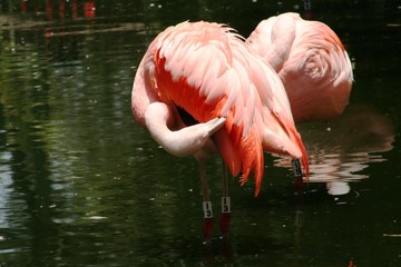 Flamingo uses its extended neck to check its plumaje color pale pink