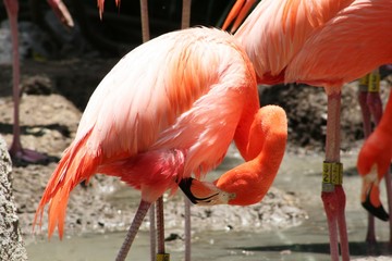Flamingo displaying its beautiful plumage in shades of pink and orange