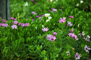 Obraz na płótnie Canvas Bright, juicy green grass with purple flowers