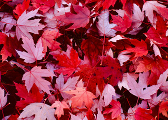 Naklejka na ściany i meble Fall Maple Leaves