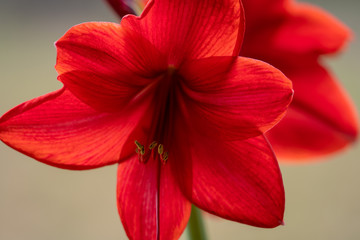 Closeup view of blooming Amaryllis during spring season