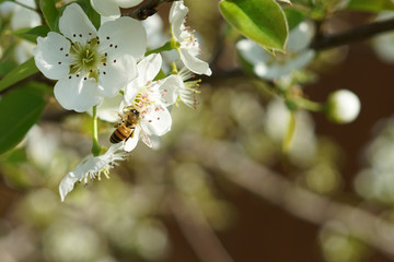 Pear tree blossoms during spring season