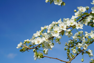 Pear tree branch with blossoms against clear blue sky