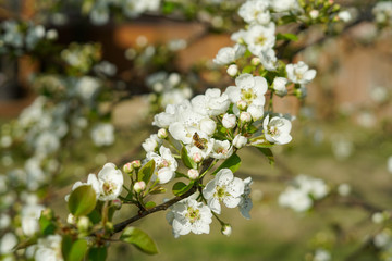 Pear tree blossoms during spring season