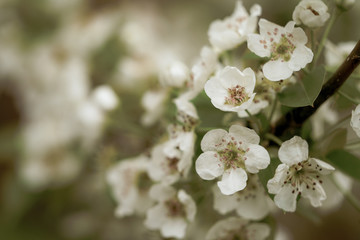 Soft view of pear tree blossom during spring season