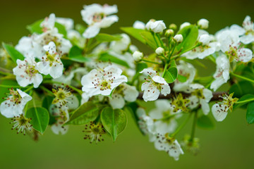 Colorful pear tree branch with blossoms, horizontally aligned