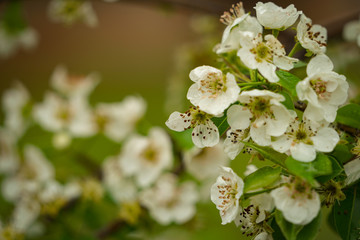 Warm view of blossom bunch from pear tree during spring season
