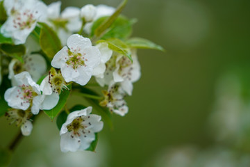 Colorful bunch of pear tree blooms during spring season, with negative space for customization