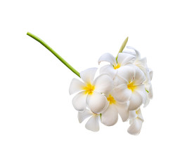White frangipani flower beautiful tropical plumeria flower isolated on white background with clipping path.
