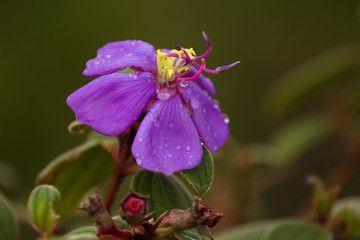  purple flower with rain drop