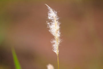 grass on a background