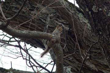 red squirrel in a tree