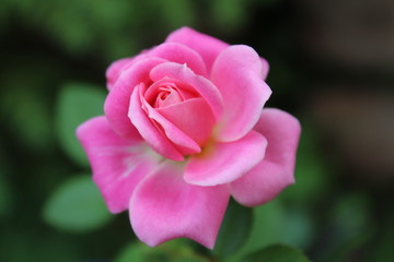 Close-up of a small pink rose with a soft-focused background.