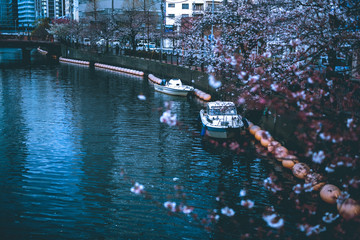 Obraz premium 桜 ボート