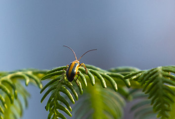 bug on green leaf