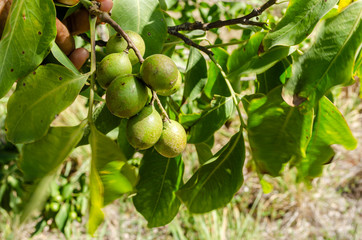 Melicoccus Bijugatus (Guinep, Spanish lime) Bunch