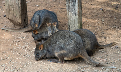 kangaroo in the zoo