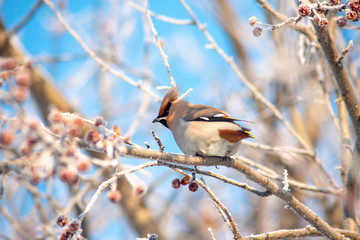 portrait of a wild bird whistling on a frozen branch in winter against a blue sky