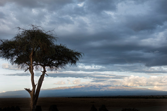 acacia and Mount Kenya
