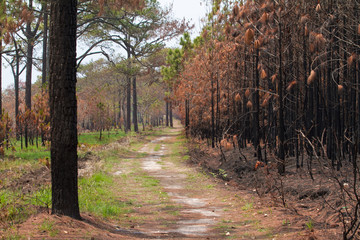 Obraz premium autumn in the park