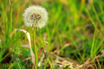 たんぽぽ　綿毛