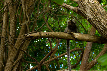 Little monkey perched on a tree branch.
