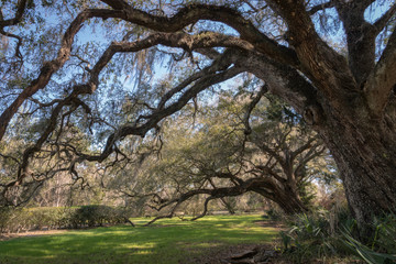 Southern live oak trees with their branches touching the ground, covered in Spanish Moss.