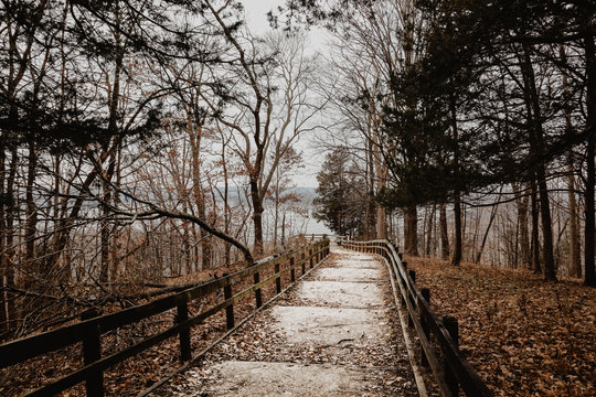 Path in the forest