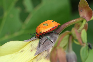 Australian Cotton Harlequin Bug Tectocoris diophthalmus