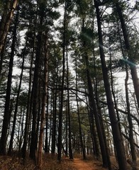 Obraz premium Green forest