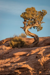 Pinyon Pine with its trunk twisted in the shape of an S, growing on top of a large rock formation in Canyonlands National Park, Moab, Utah.