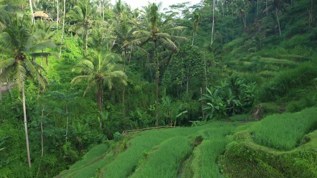 Stunning aerial view of the Tegalalang rice terrace fields during sunrise. Tegalalang rice fields are a series of rice paddies located close to Ubud, in the centre of Bali, Indonesia.