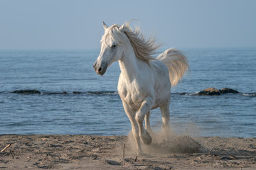 Beautiful white stallion running on the beach, kicking up sand.