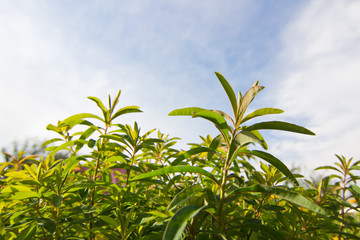 Tender shoots and branches with green leaves on a background of blue sky