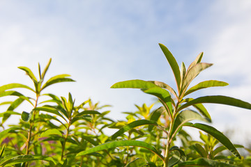 Tender shoots and branches with green leaves on a background of blue sky