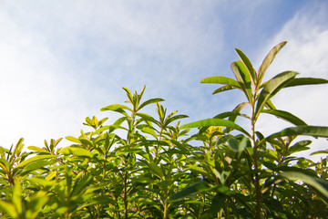 Tender shoots and branches with green leaves on a background of blue sky