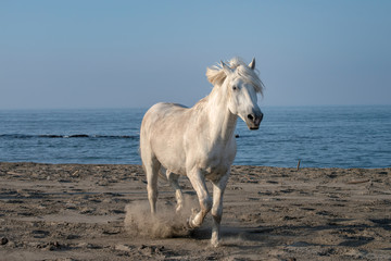 Beautiful white stallion running on the beach, kicking up sand.