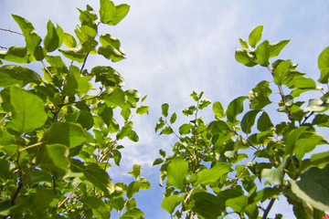 Tender shoots and branches with green leaves on a background of blue sky